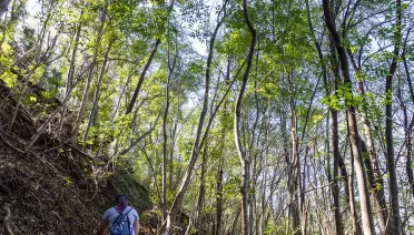 Waihou Spring Trail