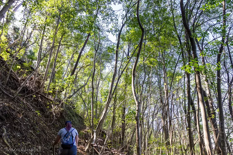 Waihou Spring Trail

