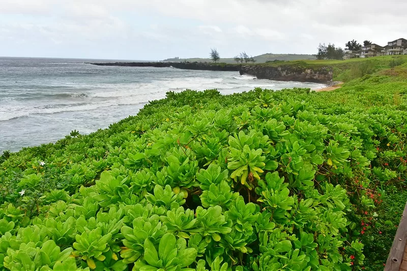 Hiking the Kapalua Coastal Trail, Maui Hawaii