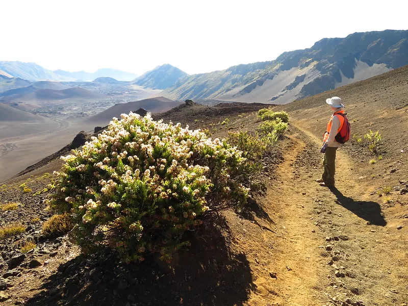 Seeding habit with Forest on trail view Crater toward Kapalaoa and Kaupo Gap at Sliding Sands Haleakala National Park, Maui, Hawaii.

