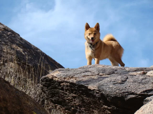 taro hiking, on the way to fat man's pass at south mountain park preserve, phoenix, az.

