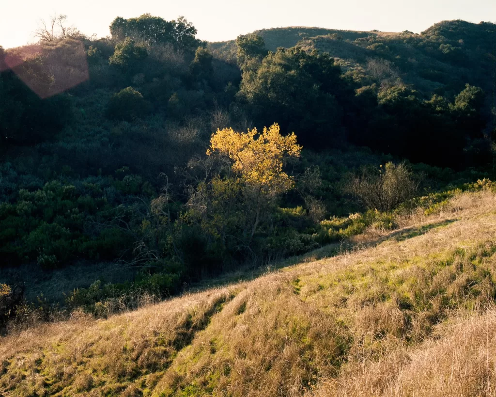 Peaceful escape from the city with a variety of trails in Topanga State Park