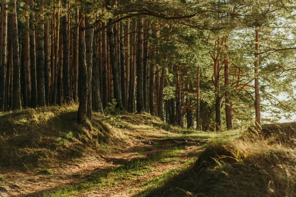 The Makawao Forest Reserve