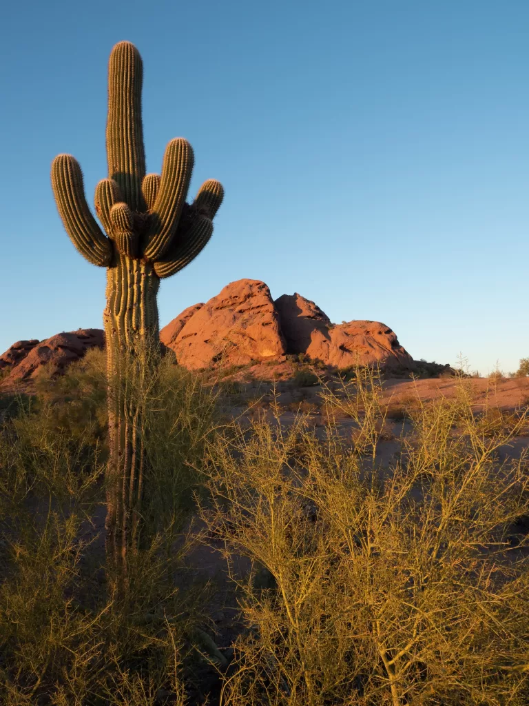 A trail runner making their way along the McDowell Sonoran Preserve Trail, a network of trails in Phoenix