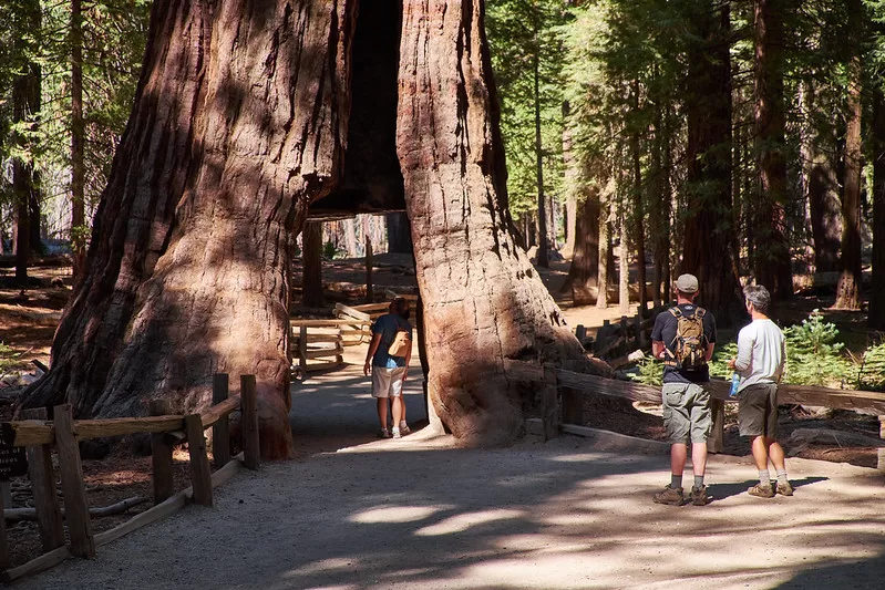 mariposa grove trail yosemite