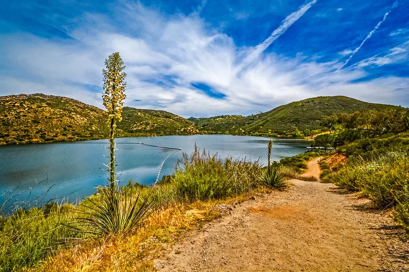 Yucca Flowering along hikers path at Lake Poway