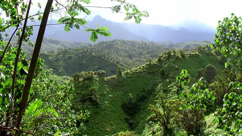 Powerline Trail, Kauai, Hawaii