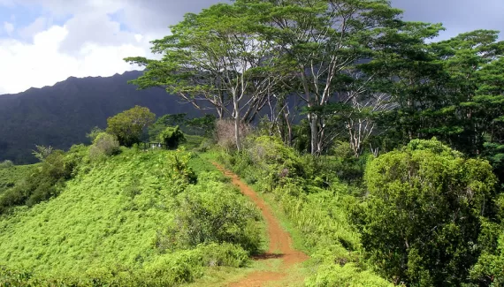 Kuilau Ridge Trail A beautiful hike in the Kauai interior.