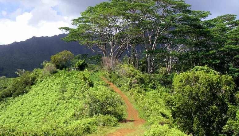 Kuilau Ridge Trail A beautiful hike in the Kauai interior.