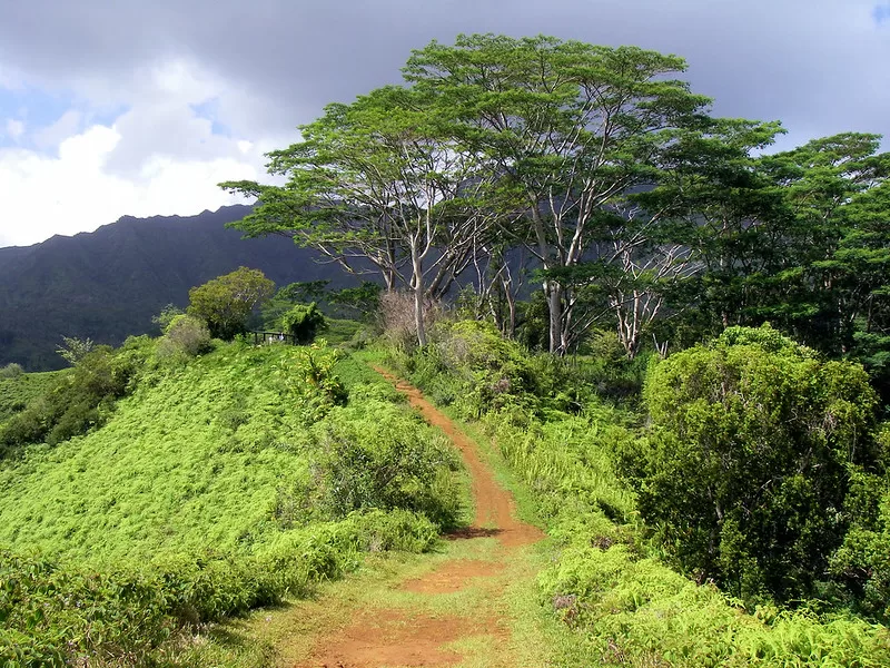 Kuilau Ridge Trail A beautiful hike in the Kauai interior.