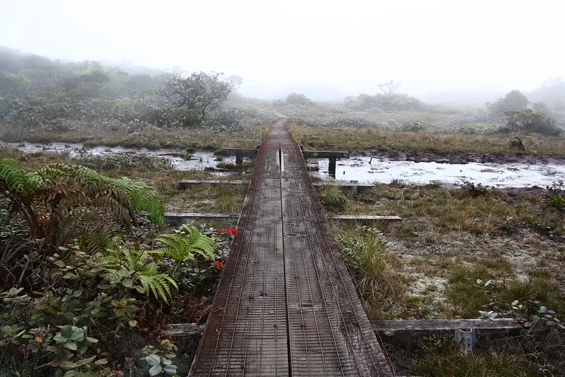 Alakai Swamp Trail