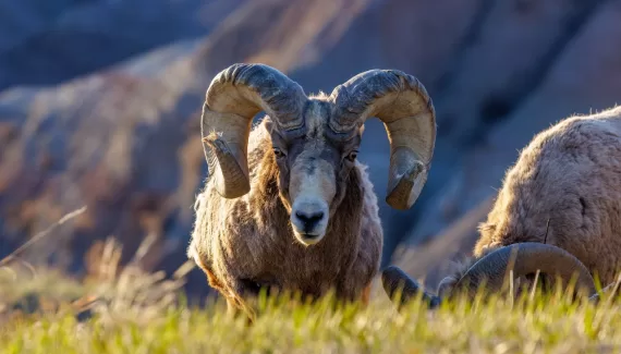 Rocky Mountain Bighorn Sheep